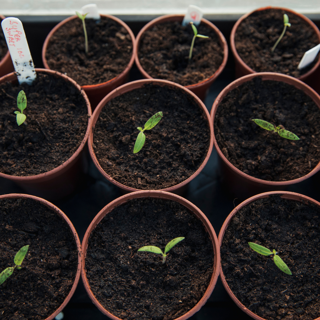 Seedlings planted in small containers.