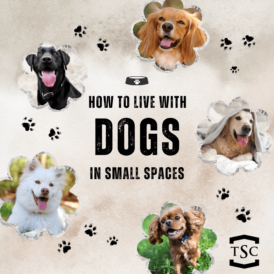 Man's best friend! In this article, you'll learn how to live with Dogs in Small Spaces.