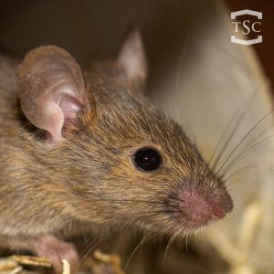 The face of a brown mouse is pictured with a blurred background. Mice can be a big issue when using straw bales for skirting your RV.